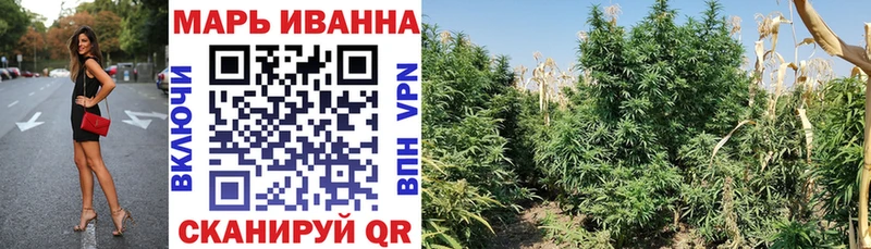Каннабис OG Kush  Павловск 